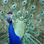 What does peafowl symbolize in the Bible?