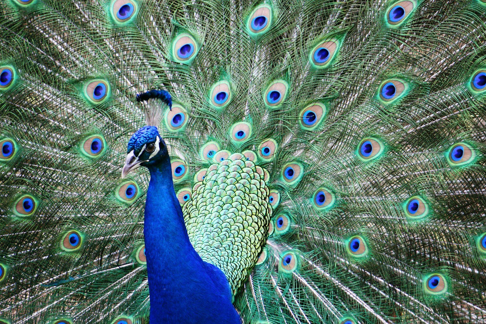 What does peafowl symbolize in the Bible?