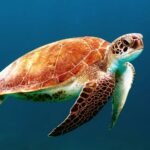 What Does A Turtle Symbolize In The Bible?