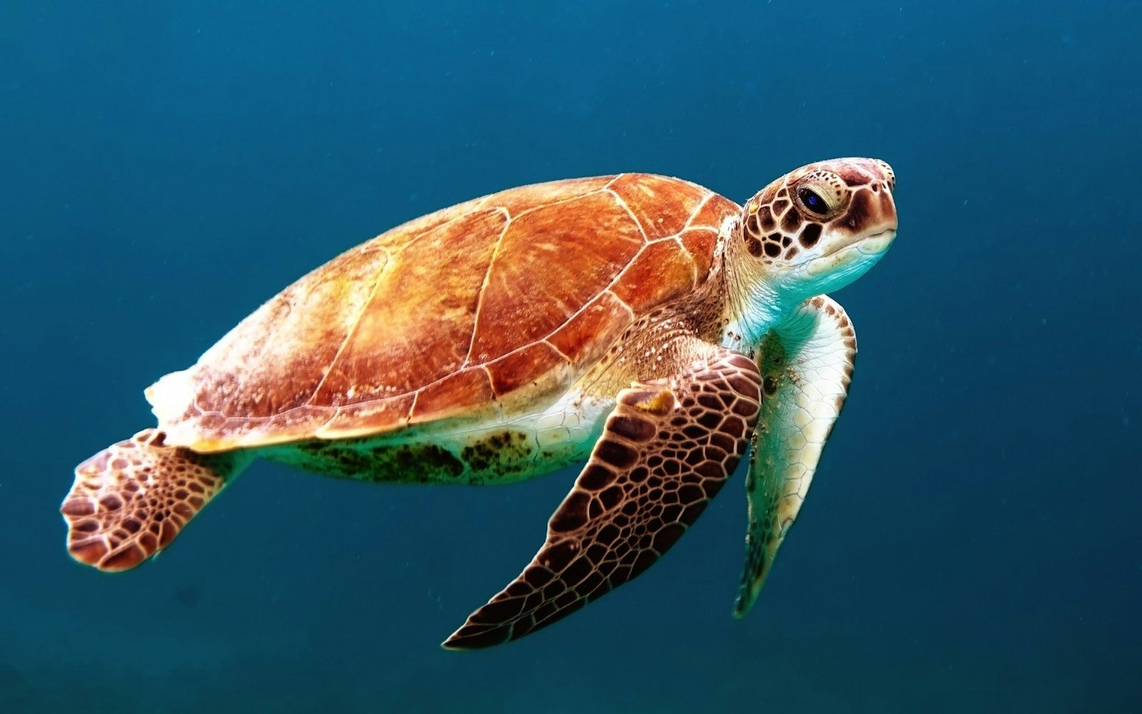 What Does A Turtle Symbolize In The Bible?