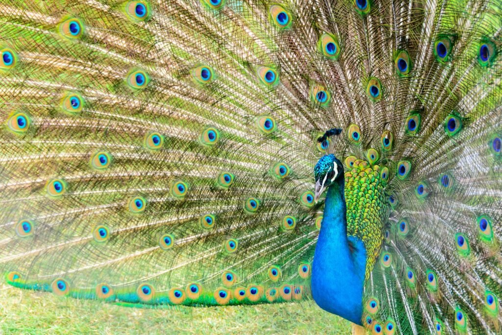 What does peafowl symbolize in the Bible?