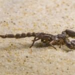 What Does A Scorpion Symbolize In The Bible?