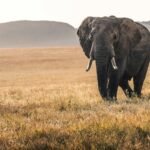 What does elephant symbolize in the Bible?