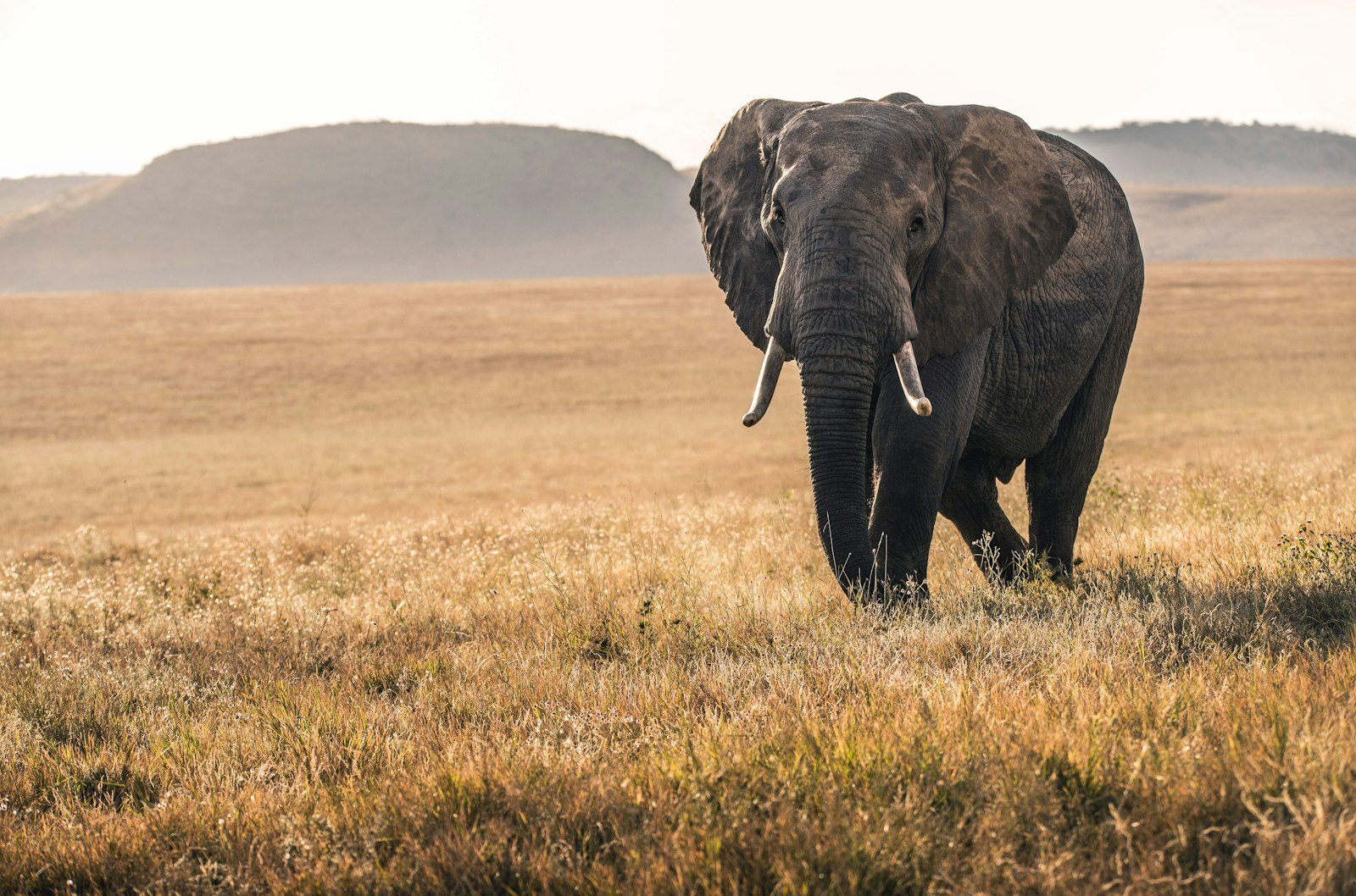 What does elephant symbolize in the Bible?