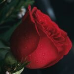 What Does A Rose Symbolize In The Bible?