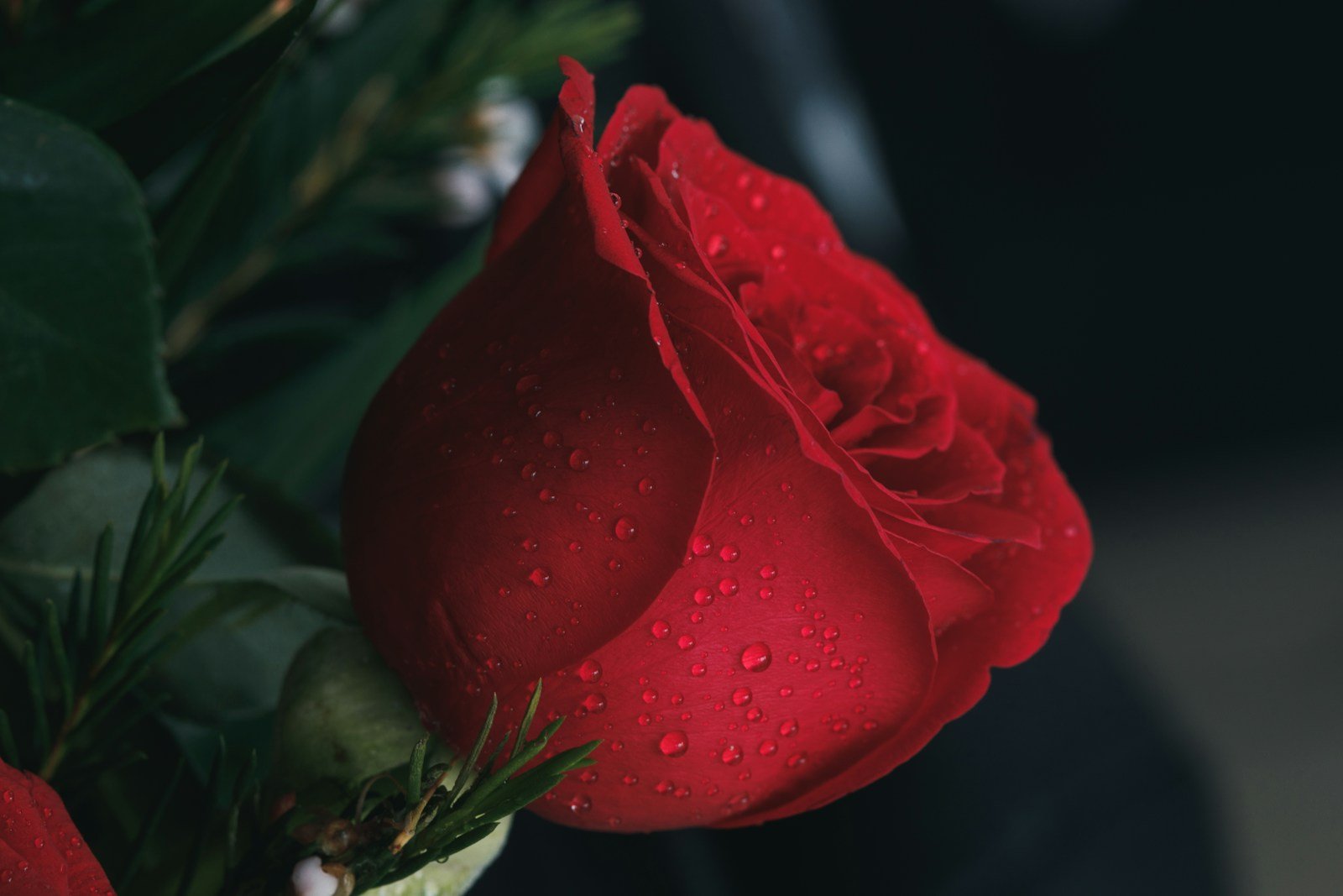 What Does A Rose Symbolize In The Bible?