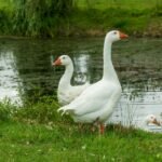 What does goose symbolize in the Bible?