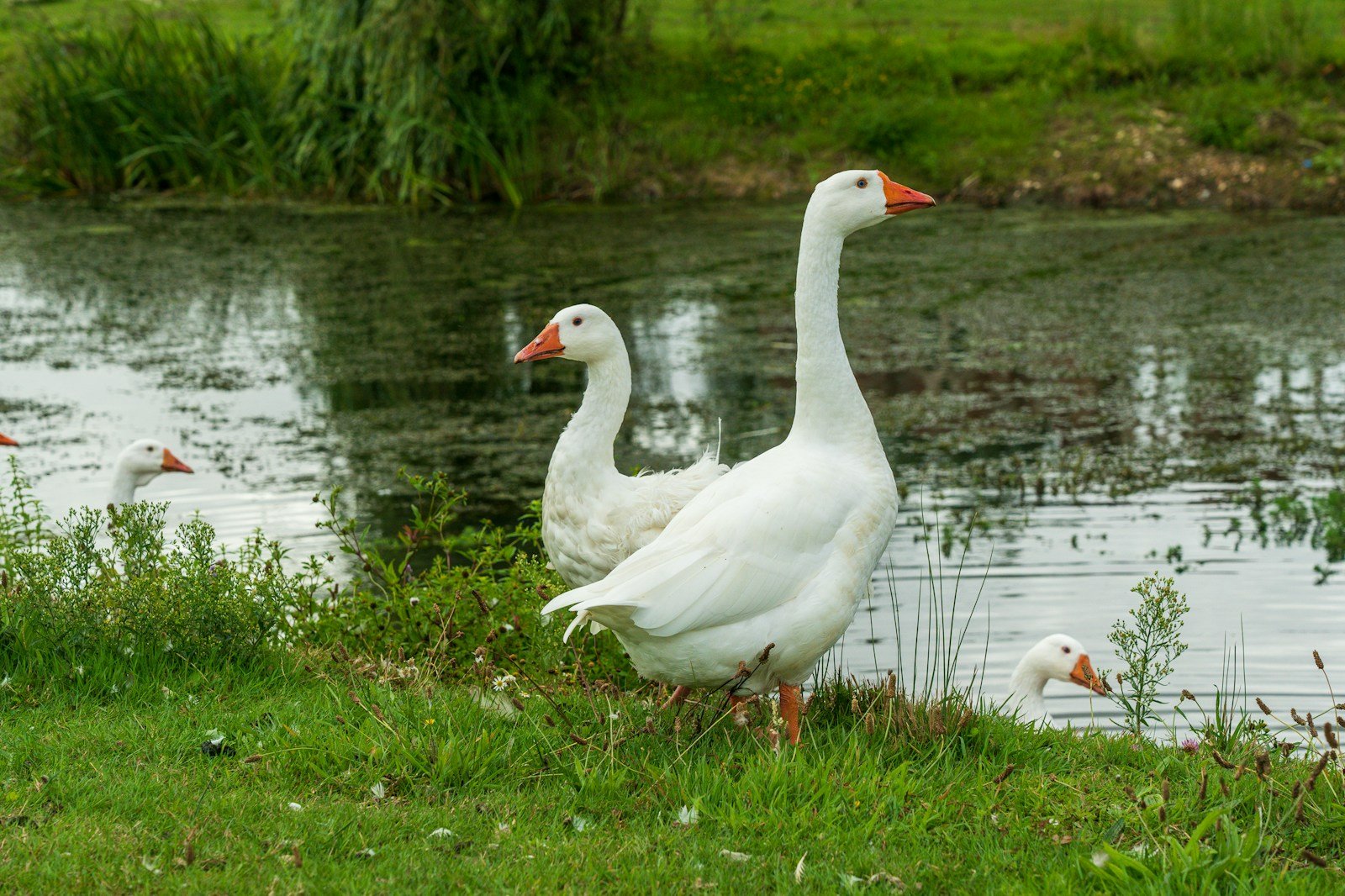 What does goose symbolize in the Bible?