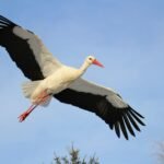 What does stork symbolize in the Bible?