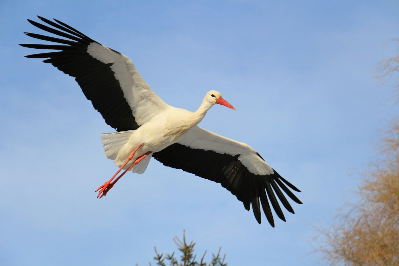 What does stork symbolize in the Bible?