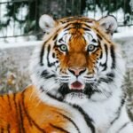 What does tiger symbolize in the Bible?