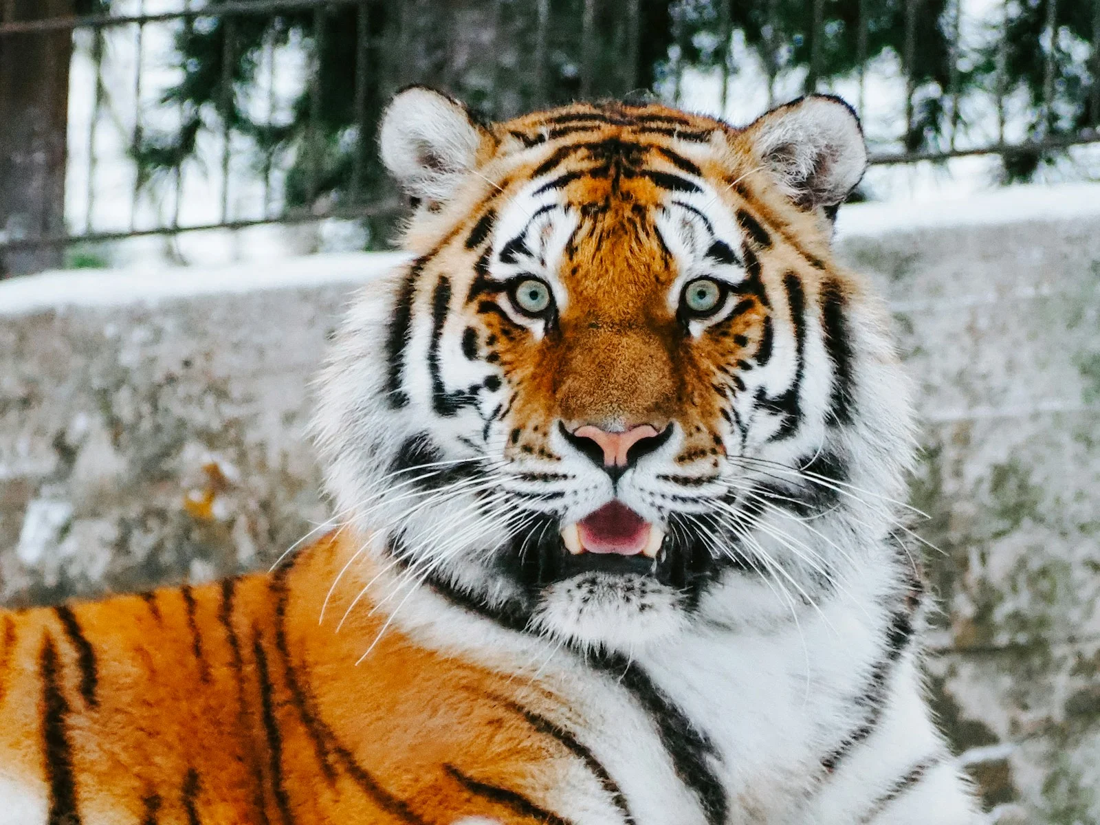 What does tiger symbolize in the Bible?