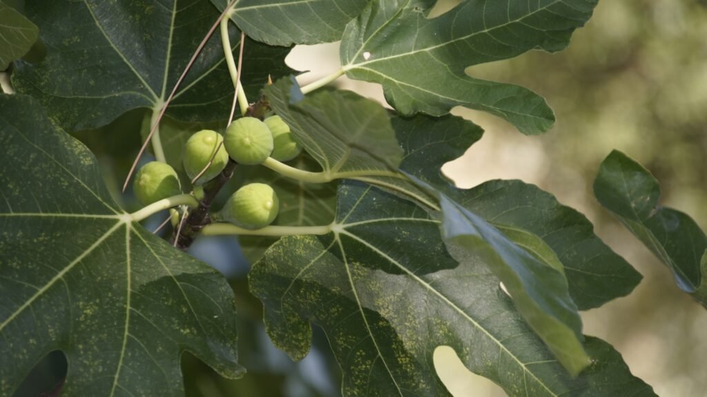 What Does A Fig Tree Symbolize In The Bible?