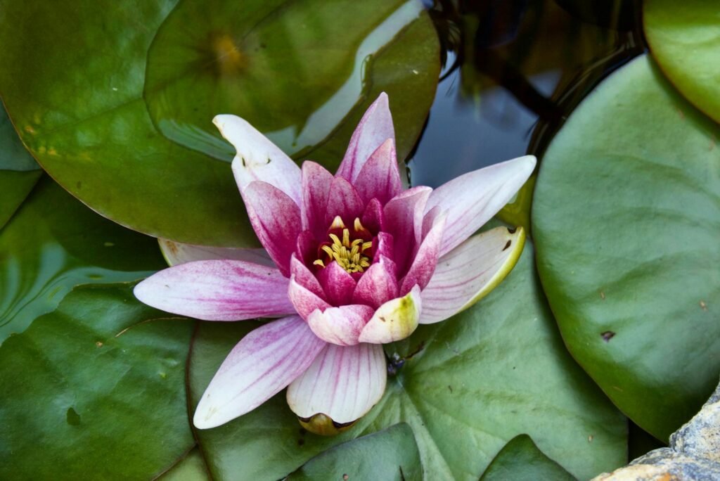 What Does A Lily Symbolize In The Bible?