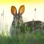 What Does A Rabbit Symbolize In The Bible?