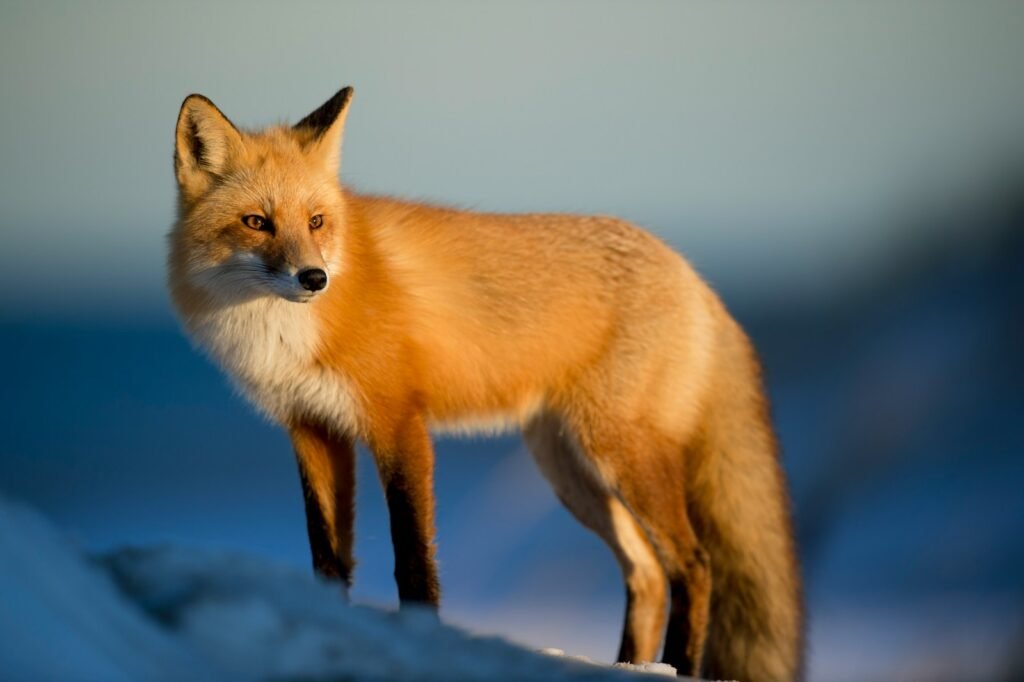 What Does A Fox Symbolize In The Bible?