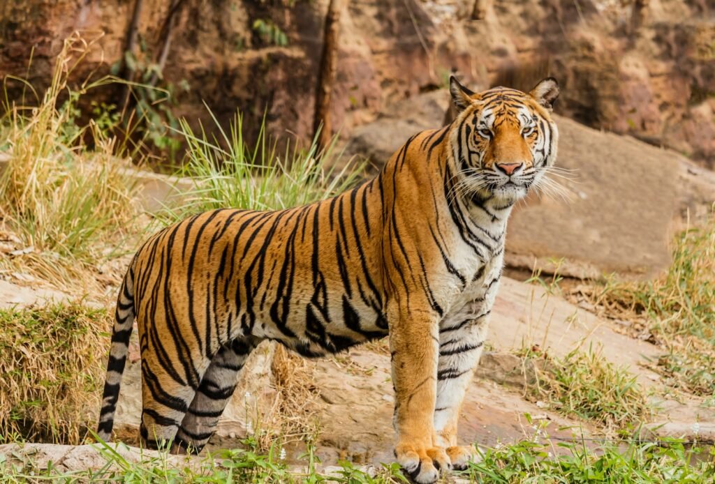 What does tiger symbolize in the Bible?