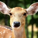 What Does A Deer Symbolize In The Bible?