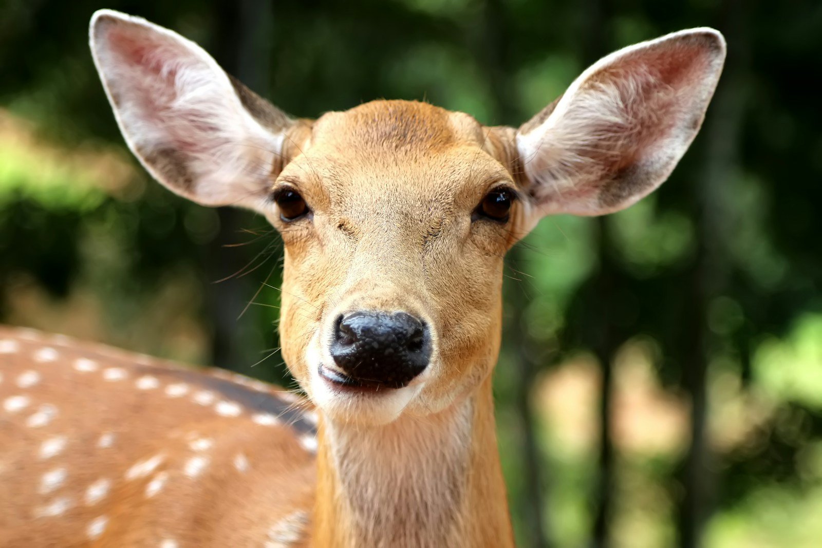 What Does A Deer Symbolize In The Bible?