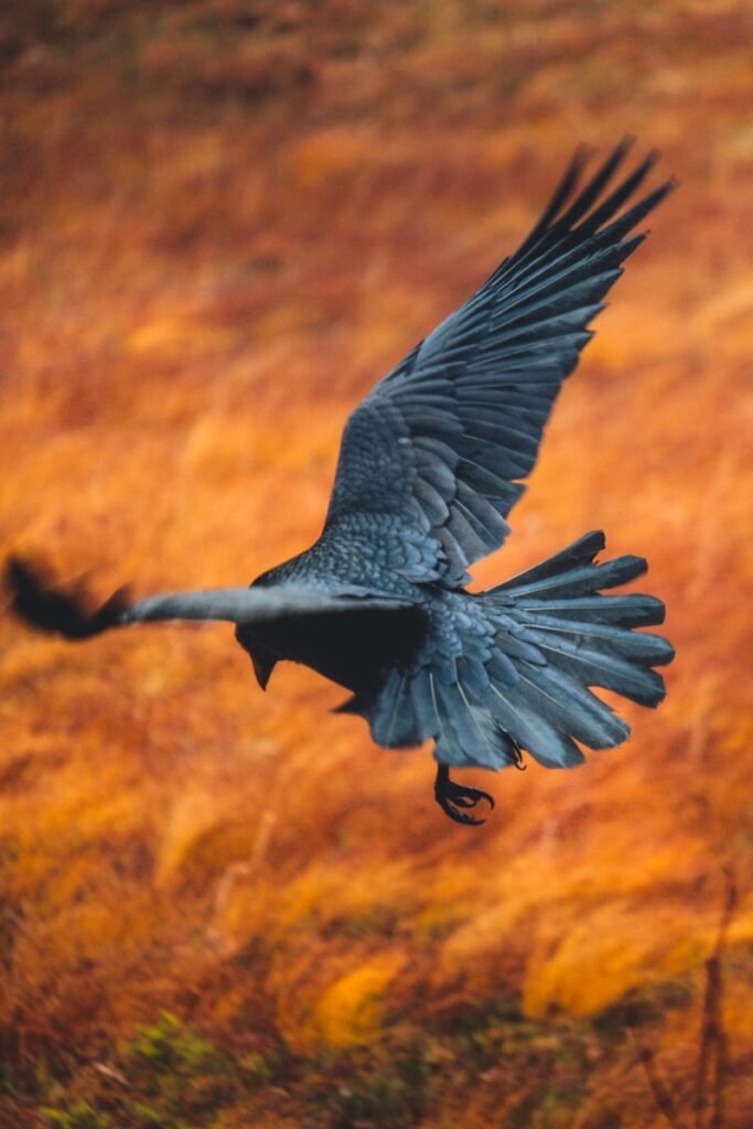 a large bird flying over a lush green field - What do crows symbolize in the bible