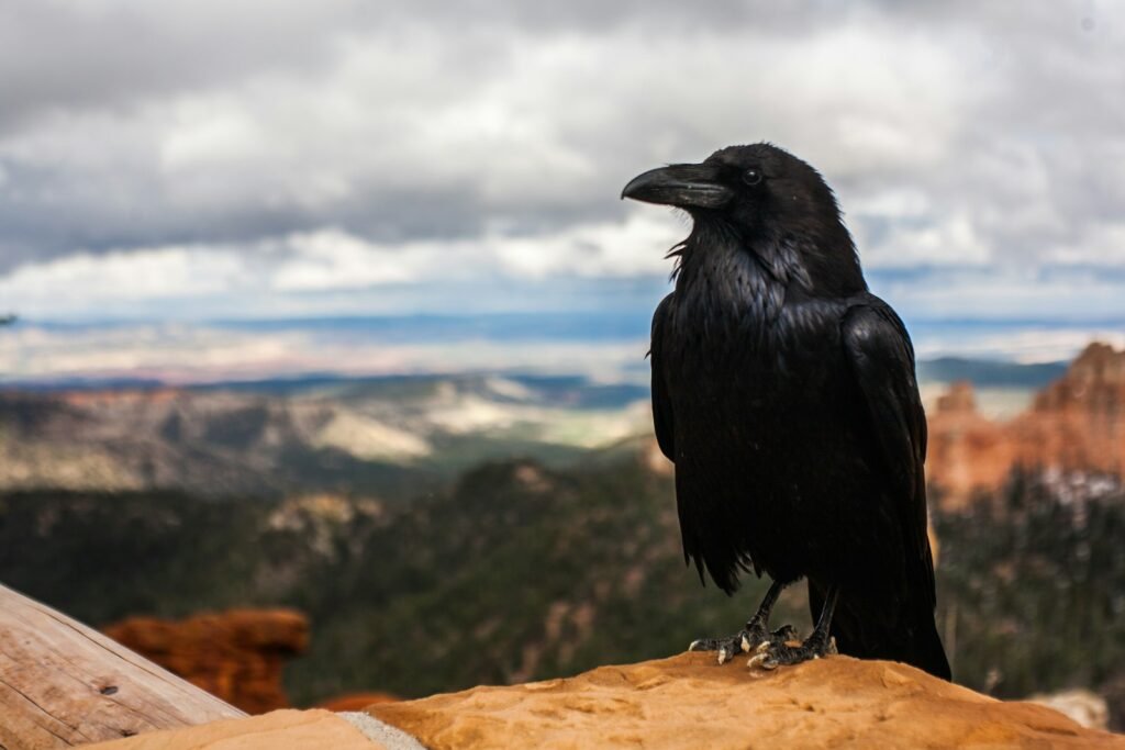 What do crows symbolize in the bible